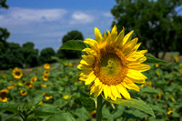 Sunflowers - Point of Rocks, Maryland