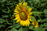 Sunflowers - McKee-Beshers Wildlife Management Area