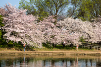 Cherry Blossoms 2013-04-11