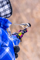 Girl and Black-capped Chickadee