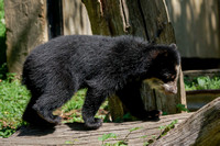 Andean Bear Cubs
