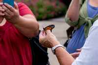Monarch Butterfly Released 2013-09-01